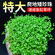勝畫(huà)爬地矮珍珠水草植物魚(yú)缸專(zhuān)用造景草坪趴地日本珍珠草制氧陰性水草 【入缸成景】矮珍珠網(wǎng)片裝3大片（約8*8CM）