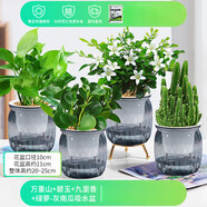 綠有意綠植盆栽桌面水培綠植辦公室植物懶人好養(yǎng)盆景水養(yǎng)植物 【防輻射套餐】萬重+碧玉+綠蘿+九里香 含盆