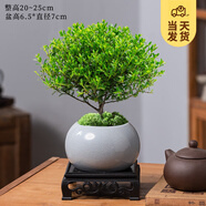 開時(shí)果 小葉赤楠盆景擺件 辦公室桌面綠植花卉好養(yǎng)盆栽植物源頭直發(fā)包郵 哥窯淺灰盆+苔蘚+底座