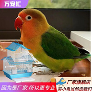 萬寵匯 鳥活體虎皮鸚鵡籠養(yǎng)牡丹玄風活鳥學說話手養(yǎng)小太陽鸚鵡和尚鸚鵡 愛情鳥2只+雙層飼養(yǎng)籠+糧1斤