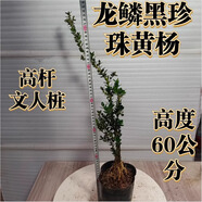 黃楊盆景老樹樁小瓜子黃楊童盆景素材樹四季長青喜水喜陽隨機(jī)發(fā)貨 珍珠黃楊高桿文人素材高度60cm