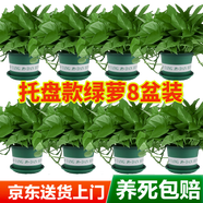 雙盟綠蘿盆栽除甲醛花卉綠植辦公室180款加侖托盤盆8盆裝源頭直發(fā)