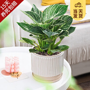 開(kāi)時(shí)果 大葉鉑金鉆盆栽 甲醛植物花卉吸除桌面好養(yǎng)綠植盆景源頭直發(fā)包郵 【整高約25cm】凹紋拼接瓷盆 加贈(zèng) 肥料
