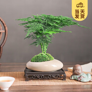 開(kāi)時(shí)果 文竹盆栽桌面擺件盆景 辦公室植物竹子水培綠植盆景源頭直發(fā)包郵 灰白蛋形盆+苔蘚+底座