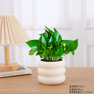 綠有意 綠植花卉辦公室客廳桌面盆栽擺件簡約創(chuàng)意網(wǎng)紅北歐綠植ins云朵盆 綠蘿+甜甜圈PET樹脂盆+托盤+肥料 北歐風(fēng)格網(wǎng)紅綠植