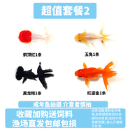金魚(yú)活魚(yú)觀(guān)賞魚(yú)小型淡水好養冷水魚(yú)錦鯉泰獅子頭蝶尾蘭壽草金魚(yú)苗 白色 金魚(yú)超值特惠套餐24-5cm