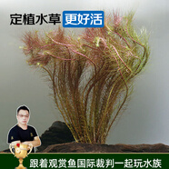 云峰海瑞水草活體懶人草魚缸造景活體水草套餐魚缸水草有莖類中后景真水草 【好養(yǎng)易活】紅松尾（5只一組）
