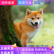 純種柴犬活體寵物狗狗-雙血統(tǒng)日本豆柴狗-黃色黑色赤柴犬萌寵活體 血統(tǒng)級 1號 公