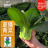 IDEAL理想農業(yè) 上海青種子抗熱易種陽(yáng)臺盆栽蔬菜種籽夏季耐濕熱耐高溫