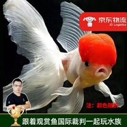 云峰海瑞觀賞金魚 冷水魚 觀賞魚金魚 活體魚 淡水魚小金魚活魚錦鯉魚 頂紅金魚6-7厘米6條（顏色隨機）