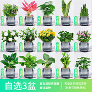 綠有意綠植盆栽桌面水培綠植辦公室植物懶人好養(yǎng)盆景水養(yǎng)植物 【3盆自選綠植花卉】品種備注 含盆