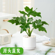春芋盆栽春羽小型植物客廳辦公室綠植春羽春雨北歐植物 春芋+啞光圓柱瓷盆白色90款