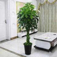 寧雪兒仿真發(fā)財樹盆栽室內(nèi)仿真花假花客廳落地裝飾綠植假樹樹塑料樹植物 1.4m 長辮子發(fā)財樹 含盆 含配草