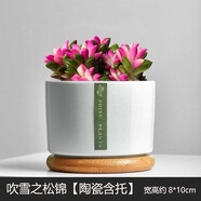 綠蔭巷子多肉植物組合套餐肉肉室內植物辦公室電腦桌面盆栽好養活小盆栽 【吹雪之松錦】帶花錦 含瓷盆+托