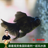 云峰海瑞觀(guān)賞金魚(yú) 冷水魚(yú) 觀(guān)賞魚(yú)金魚(yú) 活體魚(yú) 淡水魚(yú)小金魚(yú)活魚(yú)錦鯉魚(yú) 【精選】黑龍眼7-9cm4條（隨機）