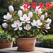 新品濃香矮種玉蘭盆栽地栽花卉玉蘭花室外耐寒室內(nèi)四季開花老樁苗 白色【多茬開花】好養(yǎng)活 小苗1棵后年開花