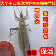 稀有柬埔寨憨叫野生竹蛉個(gè)頭大叫聲憨厚吃蘋(píng)果稀飯 精品柬埔寨竹蛉1只