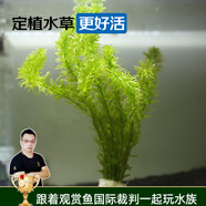 云峰海瑞水草活體懶人草魚缸造景活體水草套餐魚缸水草有莖類中后景真水草 【好養(yǎng)易活】蜈蚣草（6-7只一組）