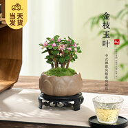 開(kāi)時(shí)果 金枝玉葉盆栽多肉植物盆景 辦公室內(nèi)桌面花卉小綠植源頭直發(fā)包郵 【叢生款】蓮花古陶盆+苔蘚+底托