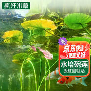 瘋狂水草碗蓮種子睡蓮水培植物綠植室內(nèi)四季魚缸造景水草種子植物直接入缸