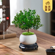 開(kāi)時(shí)果 小葉赤楠盆景擺件 辦公室桌面綠植花卉好養盆栽植物源頭直發(fā)包郵 【上新款】金邊裂紋盆+苔蘚+底座