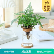 開(kāi)時(shí)果 水培植物辦公室內(nèi)桌面盆栽 水養(yǎng)綠蘿水生花植物綠植源頭直發(fā)包郵 鐵線蕨（含玻璃瓶+竹托） （加贈(zèng) 營(yíng)養(yǎng)液）
