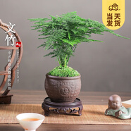 開時(shí)果 文竹盆栽桌面擺件盆景 辦公室植物竹子水培綠植盆景源頭直發(fā)包郵 福字陶瓷盆+苔蘚+底座