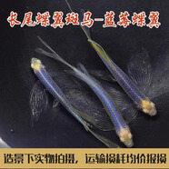 卡奇魚 斑馬魚 淡水魚 觀賞魚 小型觀賞魚 熱帶魚 蝶翼斑馬熒光好養(yǎng)易活 藍莓蝶翼斑馬2條（3-4cm）