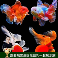 云峰海瑞觀賞金魚 冷水魚 觀賞魚金魚 活體魚 淡水魚小金魚活魚錦鯉魚 金魚2條（顏色品種隨機）