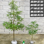 小葉金絲楠木樹苗大樹正宗名貴樹苗地栽盆栽南北方種庭院綠化苗木 高度91-110cm【帶土帶葉】