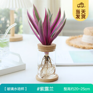 開時(shí)果 水培植物辦公室內(nèi)桌面盆栽 水養(yǎng)綠蘿水生花植物綠植源頭直發(fā)包郵 紫露蘭（含玻璃瓶+竹托） （加贈(zèng) 營(yíng)養(yǎng)液）