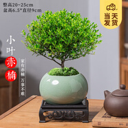 開時(shí)果 小葉赤楠盆景擺件 辦公室桌面綠植花卉好養(yǎng)盆栽植物源頭直發(fā)包郵 【推薦款】哥窯淺綠盆+苔蘚+底座