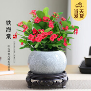 開時果 鐵海棠盆栽帶花發(fā)貨 虎刺梅四季開花卉植物盆景綠植源頭直發(fā)包郵 【鐵海棠】哥窯冰裂盆+圓底托