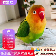 萬寵匯 鳥活體虎皮鸚鵡籠養(yǎng)牡丹玄風活鳥學說話手養(yǎng)小太陽鸚鵡和尚鸚鵡 紅嘴愛情鳥2只