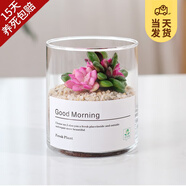 開時果 多肉植物仙人球仙人掌小盆栽桌面植物 肉肉組合辦公室內(nèi)綠植花卉 吹雪之松錦+黃金沙營養(yǎng)土