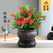 開時果 鐵海棠盆栽帶花發(fā)貨 虎刺梅四季開花卉植物盆景綠植源頭直發(fā)包郵 【DY同款】獅頭紫砂盆+圓底托