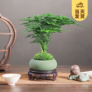 開時(shí)果 文竹盆栽桌面擺件盆景 辦公室植物竹子水培綠植盆景源頭直發(fā)包郵 綠色橢圓盆+苔蘚+底座