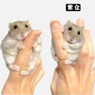 麥?？ㄩL(zhǎng)毛金絲熊活體波利寵物倉(cāng)鼠活物小倉(cāng)鼠活體金絲鼠一公一母侏儒鼠 1只紫倉(cāng)【發(fā)京東快遞】