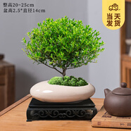 開時果 小葉赤楠盆景擺件 辦公室桌面綠植花卉好養(yǎng)盆栽植物源頭直發(fā)包郵 灰白蛋形盆+苔蘚+底座