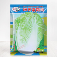 四季陽臺盆栽菠菜番茄辣椒白菜小蔥蘿卜生菜孑香菜籽蔬菜種子大全 50天夏陽大白菜 300粒 買二送一