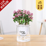 開(kāi)時(shí)果 多肉植物仙人球仙人掌小盆栽桌面植物 肉肉組合辦公室內(nèi)綠植花卉 金枝玉葉+懶人自動(dòng)吸水盆