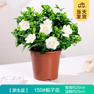 開(kāi)時(shí)果 梔子花盆栽濃香型四季開(kāi)花卉 陽(yáng)臺(tái)花卉好養(yǎng)綠植物源頭直發(fā)包郵 簡(jiǎn)易盆【150#梔子花】