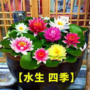 蝶沾花大睡蓮四季水生水培植物花卉種子開花水養(yǎng)荷花水蓮花盆栽綠植池塘 大睡蓮花根塊 50個(gè) 不帶盆