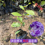 榮郁藍(lán)花藤大葉泰國蘭花藤花苗爬藤植物陽臺植物許愿藤盆栽爆花 藍(lán)花藤·高30-35CM【1顆】帶葉帶土發(fā)貨