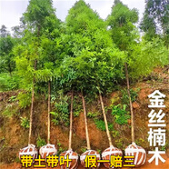 小葉金絲楠木樹苗大樹正宗名貴樹苗地栽盆栽南北方種庭院綠化苗木 地徑3cm【帶土帶葉】