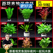 云峰海瑞水草活體懶人草魚缸造景活體水草套餐魚缸水草有莖類中后景真水草 新手加強(qiáng)版【百花齊放凈水石】30-50cm套餐