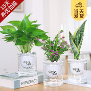 開時果 綠植盆栽桌面水培綠植 辦公室植物懶人盆景水養(yǎng)植物源頭直發(fā)包郵 綠蘿+滿天星+虎皮蘭