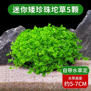 勝畫(huà)爬地矮珍珠水草植物魚(yú)缸專(zhuān)用造景草坪趴地日本珍珠草制氧陰性水草 【自帶營(yíng)養泥】矮珍珠坨草5顆（約5-7CM）