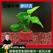 云峰海瑞水草活體懶人草魚缸造景活體水草套餐魚缸水草有莖類中后景真水草 【好養(yǎng)易活】巴榕凈水石1份