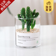 開(kāi)時(shí)果 多肉植物仙人球仙人掌小盆栽桌面植物 肉肉組合辦公室內(nèi)綠植花卉 招財(cái)手+黃金沙營(yíng)養(yǎng)土